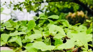 Rainfall on Forest Foliage #shorts #rainsounds #ytshorts #WhiteNoise #trending #viral