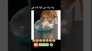 #cat #catfunny #cats #catlover #fun #funny #shortsyoutube #funnyshorts #shorts #funnyshorts #viral