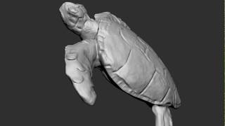 Sea Turtle 3D sculpt