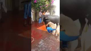 Dangerous qurbani becomes funny 2019