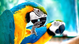 Beautiful Parrots