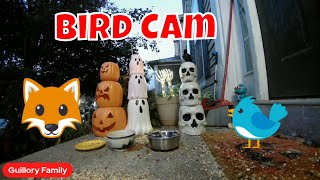 Live Bird Cam Tuesday! 🐦🦊🍁