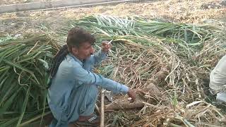 Smart Napier in Pakistan,Super Napier grass,Red Napier,  napier farming in Pakistan 03467421356,LYXP