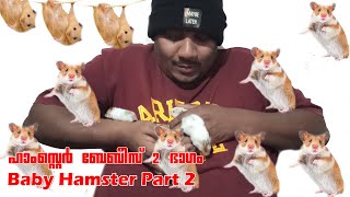 🐹🐹 Pet Hamsters Babies 🐹🐹 ഹാംസ്റ്റെർ ബേബീസ് 🐹🐹 Hamster Babies Growing Up 🐹 Funny and Cute Hamster 🐹🐹