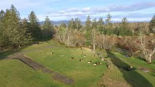 elk bedded in ft stevens