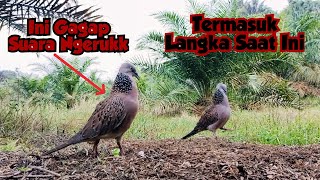 TERMASUK LANGKA SAAT INI, SUARA NGERUK GAGAP. Nasib Baik Bisa Dapat Burung Ini,.