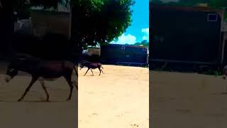 Donkey running || in desert Thar || #animals #desertanimals #thardesert #donkey #donkeywith  #thar