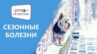 Сезонные болезни животных. Рекомендации ветеринарного врача