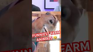 Funniest Farm Animals! #animals #farm #funny