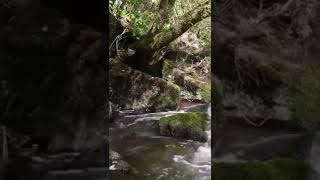 Звуки Природы Лесной Реки #relax #naturesounds #forest #shots