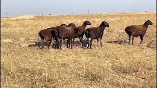 Овцы гуляют в степи #фермерство #farming #sheep