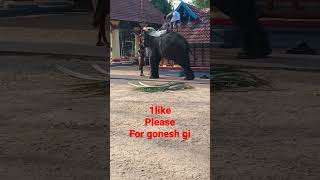 elephant video #shorts #viral #love Indians