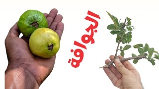 زراعة و اكثار شجرة الجوافه, الجوافة و معلومات مهمة عن Guava