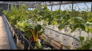 MODERN GREEN HOUSE - Vertical Gardening + Bee Hive + Drip irrigation - ALL IN ONE - MUST WATCH