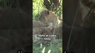 Tiny Predators Unleashed #wildlife #shorts #lions #cubs