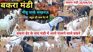 Nimbu Park Bakra Mandi में पालने वाले बच्चे आ गये |Bakra Mandi 22/06/24 |सस्ते रेट में खरीदे