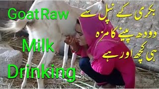 Girl Goat Raw Milk Direct Drinking from Goat Nipples and Milking || Goat Milking || VillageGirlsLife