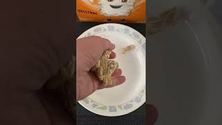 #shorts Dropping Cereal Onto Plate | Fun With Food Comedy Challenge | Oddly Satisfying Video | ASMR