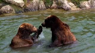 Grizzly Bears Playing in a River #shorts #bears #grizzlies #animals