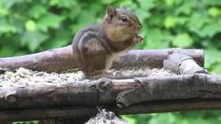 Chipmunk Nibbles Seeds and Freezes Still