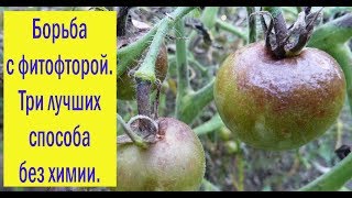 Борьба с фитофторой. Три лучших способа без химии.