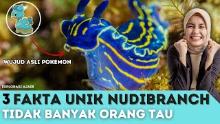 Misteri dan Kecantikan Nudibranch | Explorasi Ajaib