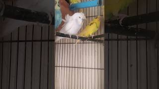 my cute Bird budgie #birds #budgies #parrot