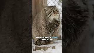 Pallas Cat | World's Grumpiest Cat #shorts