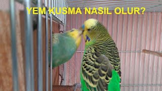 MUHABBET KUŞU NASIL YEM KUSAR,  YEM KUSMA NASIL OLUR? -   budgie bird feed vomiting