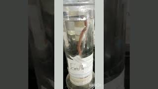 #EarthWorm #Specimen #Practical #Science(Bio).