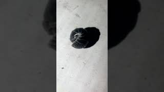 Pillbug - Armadillidium vulgare. a non insect arthropod that roles into a ball wnen disturbed.