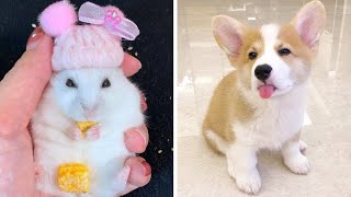 Baby Animals 🔴 Funny & Cute Hamsters and Dogs Videos Compilation 2020