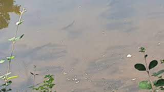 Shoal of big trout in lough Neagh tributary