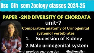 Bsc 5th sem zoology class|Unit-7| comparative Male Urinogenital system, succession of kidney|withpyq