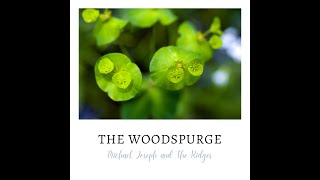 The Woodspurge - Dante Gabriel Rossetti - Michael Joseph and The Ridges