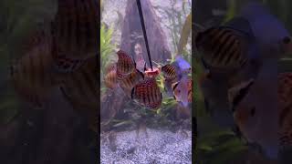 Discus Fry Hand Feeding #aquarium #aquariumfishfish