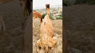 camel daily routine in Pakistan 🇵🇰 #shorts  #shortvideo  #youtubeshorts