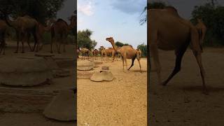 Camels drinking water at tanks #shorts