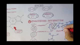 Cell biology-DNA   Forces maintaining structure