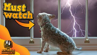 Animals Reactions To Hearing Thunder