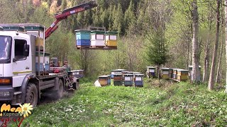 Тестування чистопородних сімей у високогір'ї Карпат.