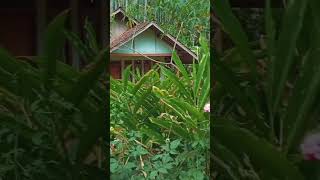 PESAWAHAN DI PEDESAAN BIKIN BETAH #garut #indonesia #shortvideo #suasanapedesaan