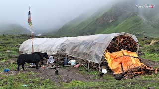 Best Himalayan Yak Fram in Dolpa | Nepal | Very Relaxing And  Peaceful  Natural Village Life in Rain