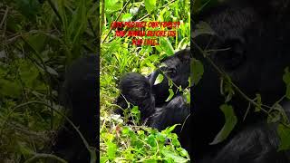 Endangered Gorilla's..#gorilla #silverbackgorilla #jungle #congo #uganda #monkey #forest