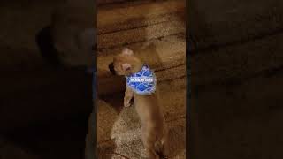 Cane Corso Puppy - 8 Weeks Old - 1st Time Climbing Stairs