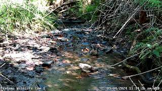 2 Northern Flickers in Stream - Wildlife Cam 1 9/4/2024