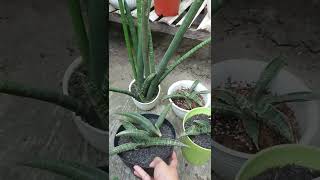 Dua Jenis Sansivera Fischeri #shorts #fischeri #sansevieria #sansevierialovers