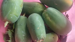 Harvesting fruits and vegetables at The Prince Garden