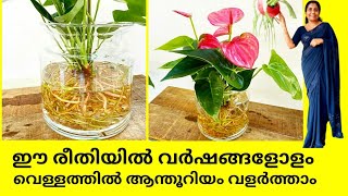 How to propogate Anthuriums in water ||Easiest way to propogate Anthurium plant|| plant care|| salu