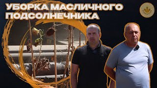 Масличный подсолнечник|Уборка